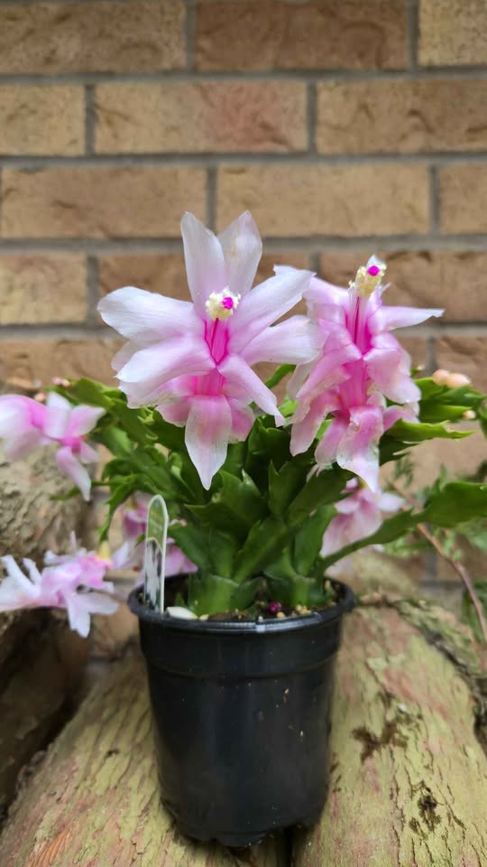 'White Flame' Holiday Cactus